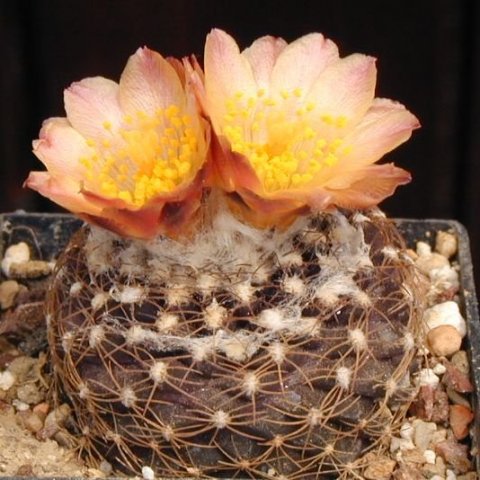 Copiapoa_tenuissima